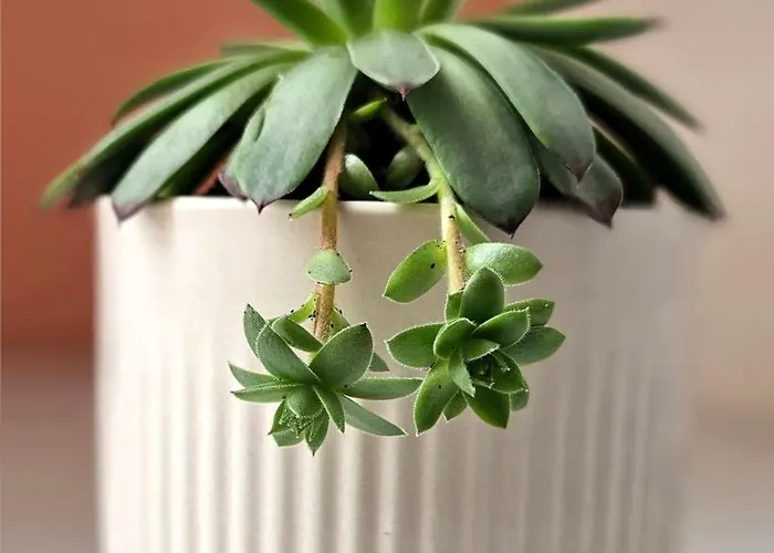 Tesla Creative Space Odzaci